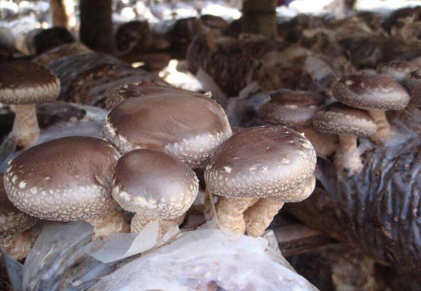 蘑菇種植技術是什麼