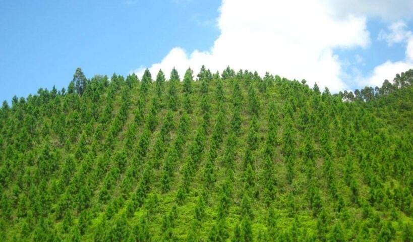 植樹造林的危害是什麼