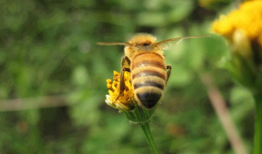 中蜂喂什麼繁殖速度快