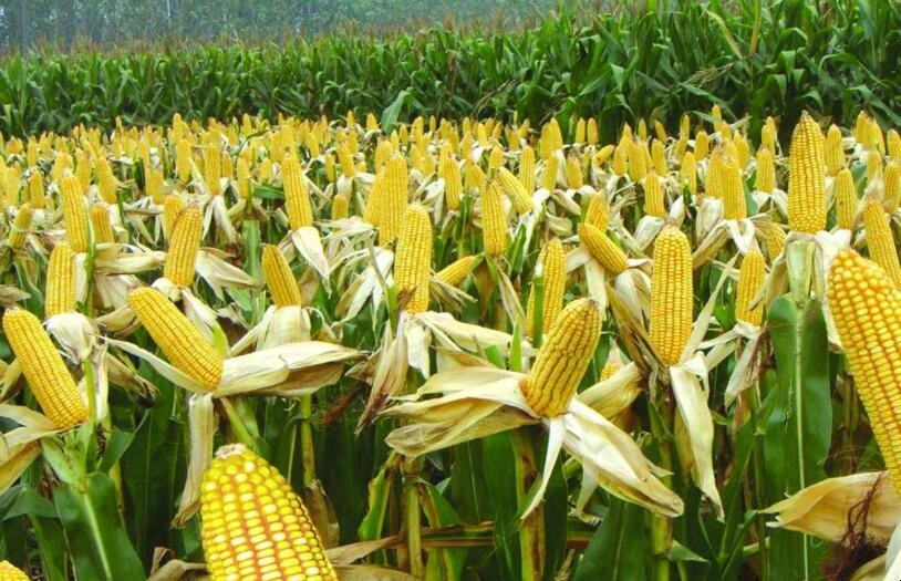 吉林省優良玉米品種有哪些