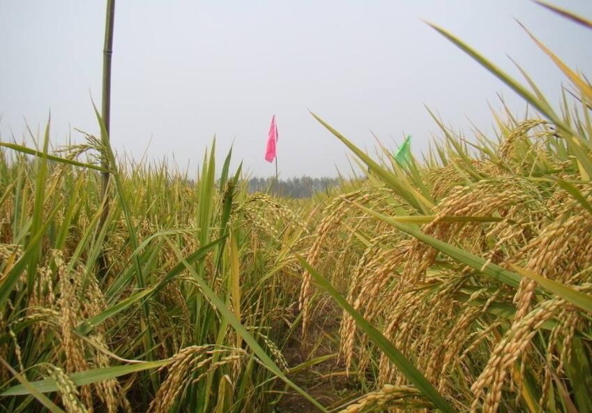 2019水稻補貼標準是什麼