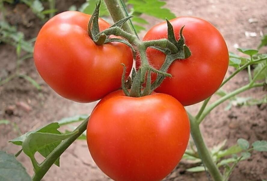 西紅柿種植方法是什麼
