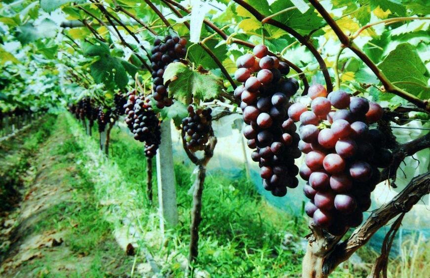 葡萄怎麼種植