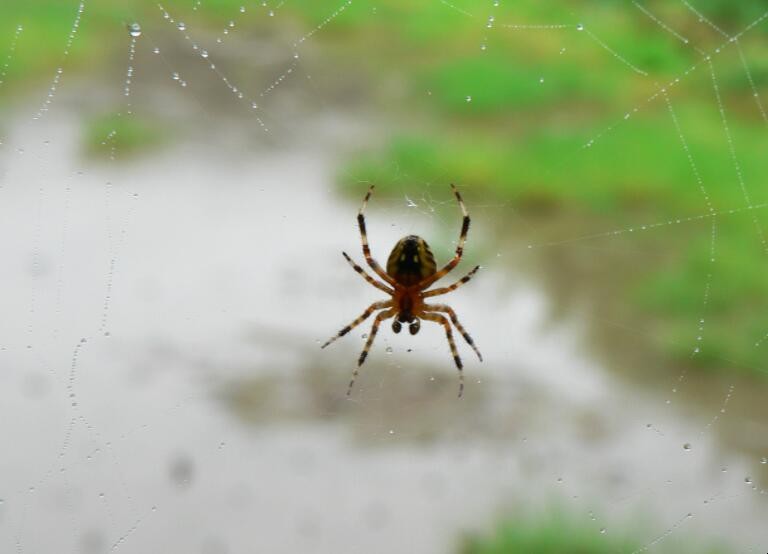 小蜘蛛有毒嗎