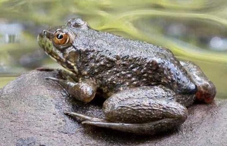 牛蛙是什麼