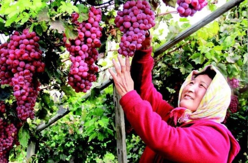 種植葡萄技術是什麼