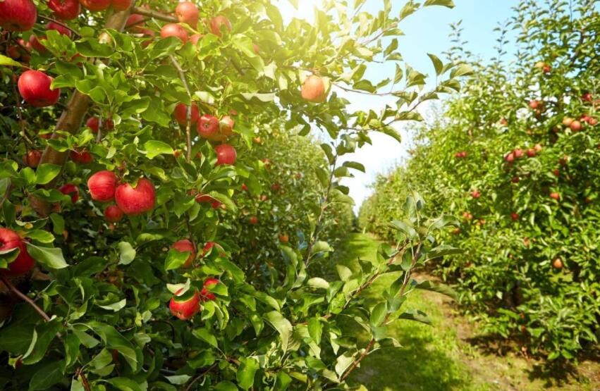 蘋果樹秋施基肥要施尿素嗎
