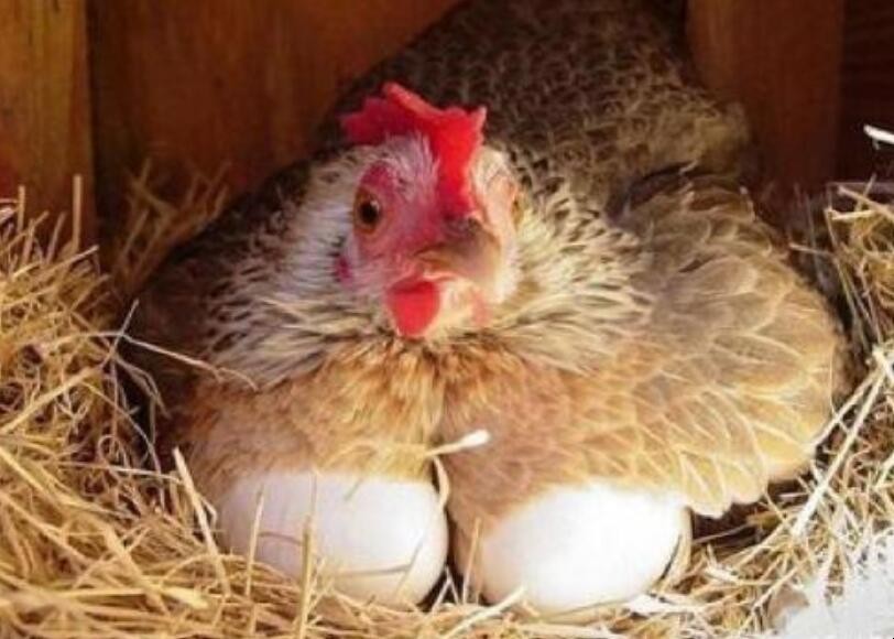 母雞不下蛋怎麼辦
