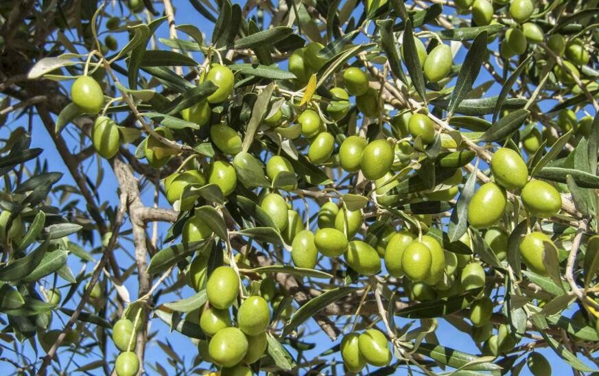 油橄欖適宜種植條件是什麼