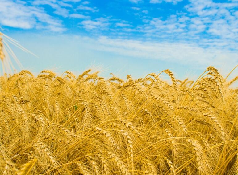 小麥種植時間是什麼時候