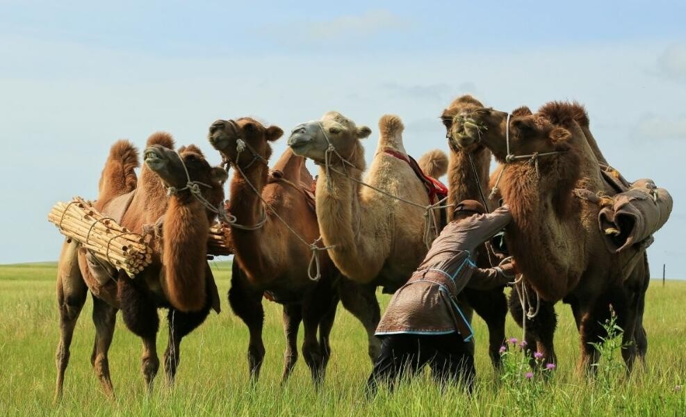駱駝奶的正確食用方法是什麼