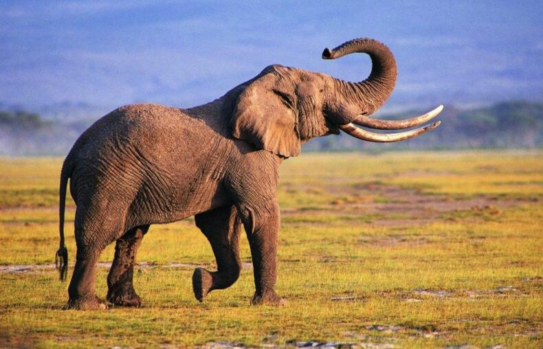 為何大象死後還是保持站立姿勢