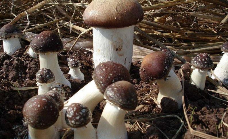 大球蓋菇菌種怎麼制作