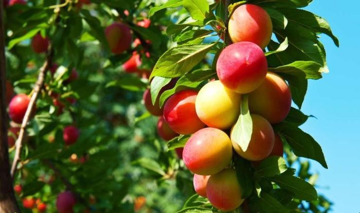 生物有機肥對果樹的作用是什麼是什麼