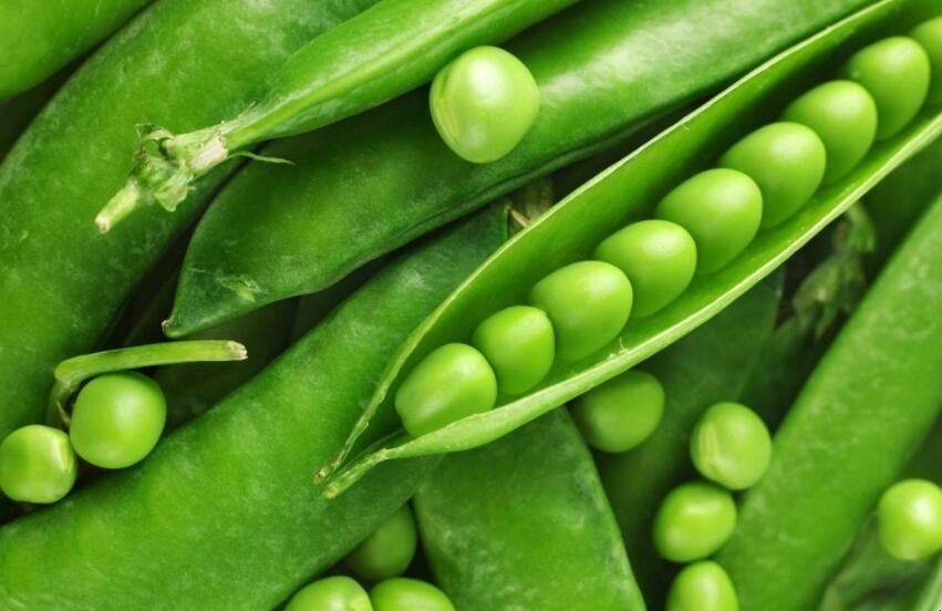 豌豆種植方法是什麼