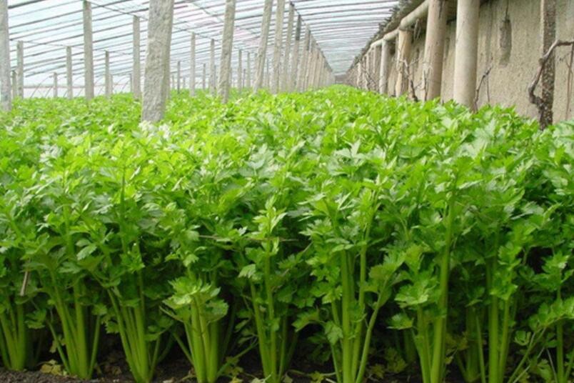 芹菜種植技術是什麼