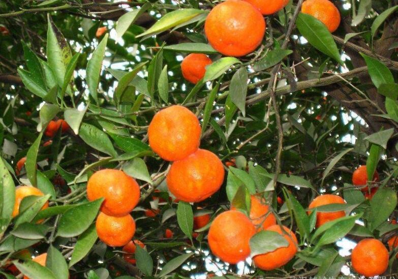 橘子樹有哪些種植技術