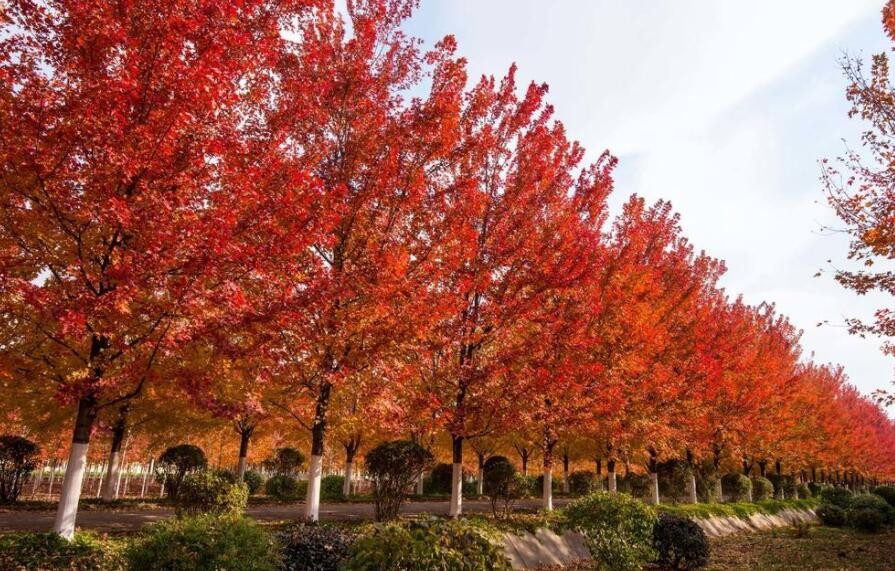 美國紅楓樹種植管理技術有哪些
