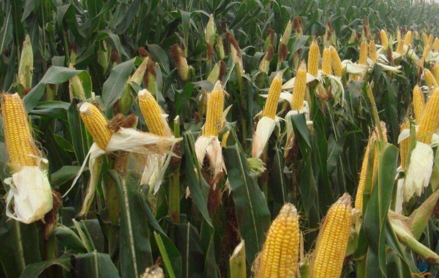 玉米種植方法是什麼