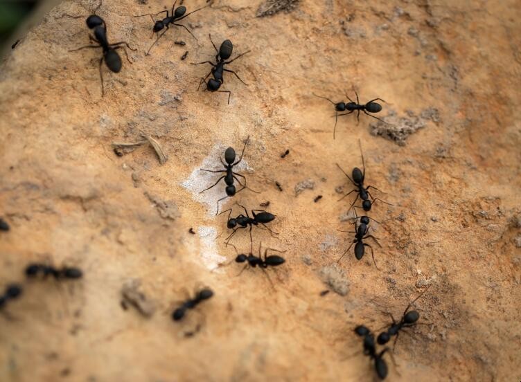 如何預防傢裡出現螞蟻