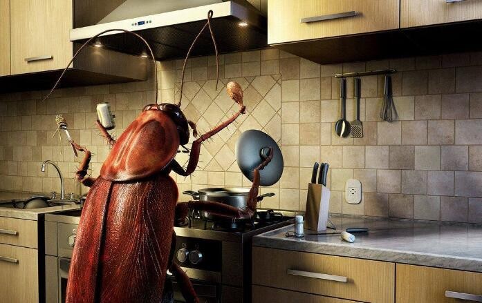 廚房有蟑螂用什麼可以去除