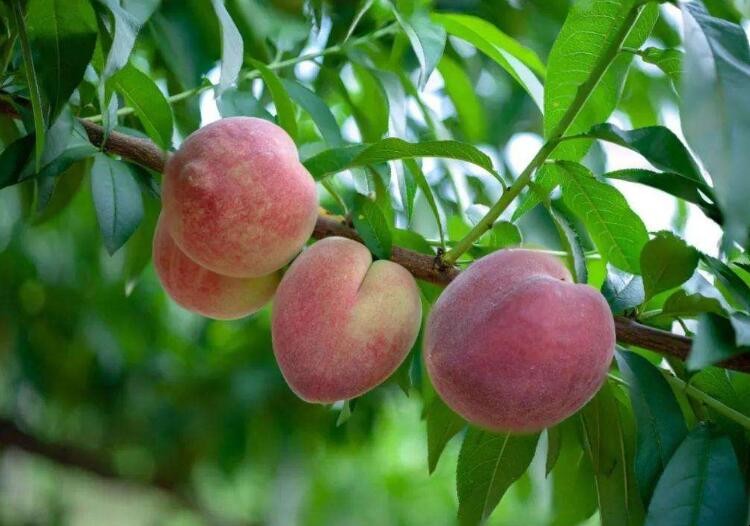 夏天挑選桃子的技巧有哪些