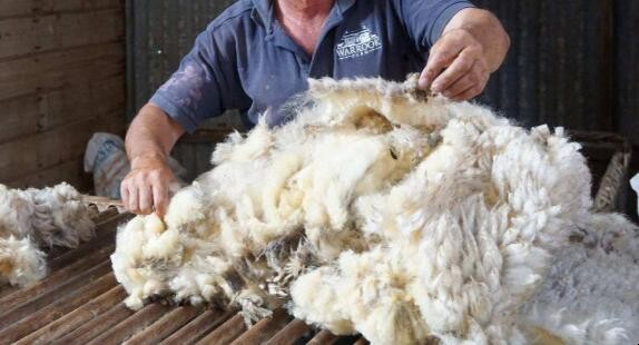去除羊毛膻味方法是什麼