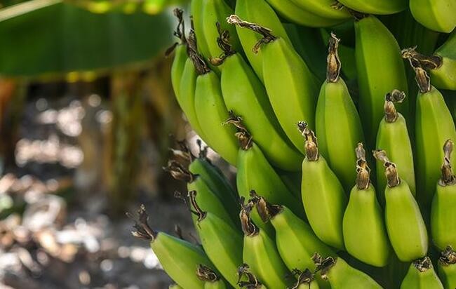 青皮香蕉怎麼自然放熟