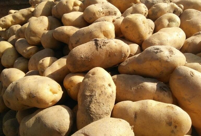 土豆冬天怎麼儲存