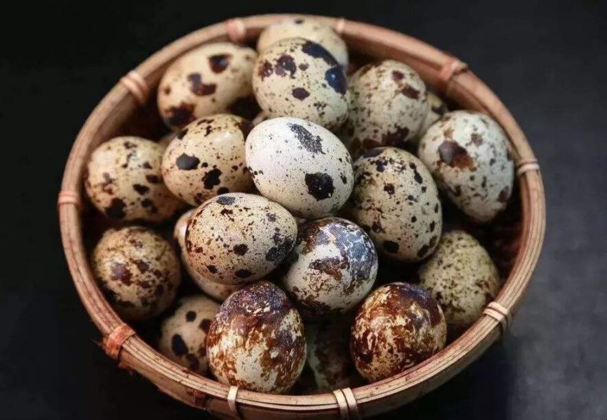 幼兒吃鵪鶉蛋的營養有哪些