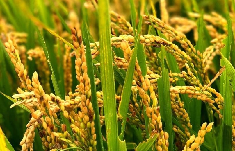 適合水稻生長的氣候條件是什麼