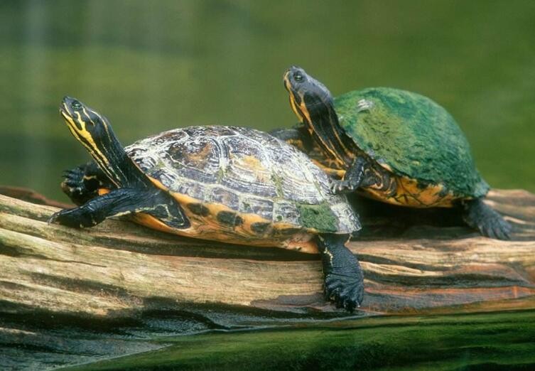 烏龜冬眠結束後漂在水面上怎麼回事