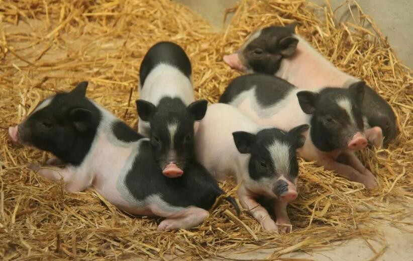 香豬養殖風險是什麼