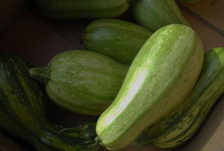 多籽角瓜種植方法是什麼