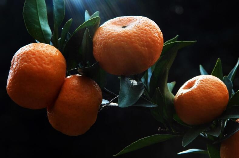 橘子籽出苗後怎麼養護