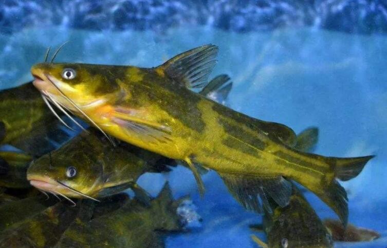 養殖黃顙魚的池塘條件是什麼