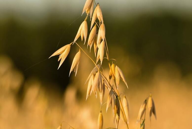 燕麥的田間管理方法是什麼