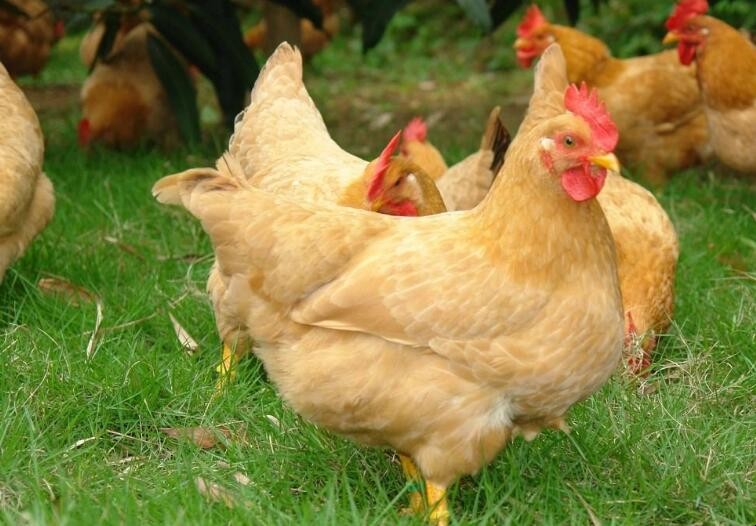 散養雞養殖有什麼註意事項