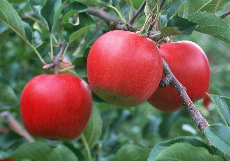 怎樣種植蘋果才能獲豐產
