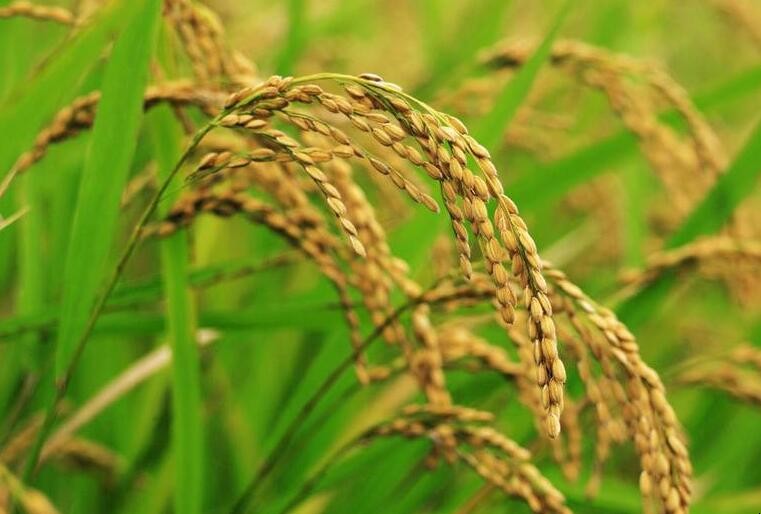 水稻育苗技術要點有哪些