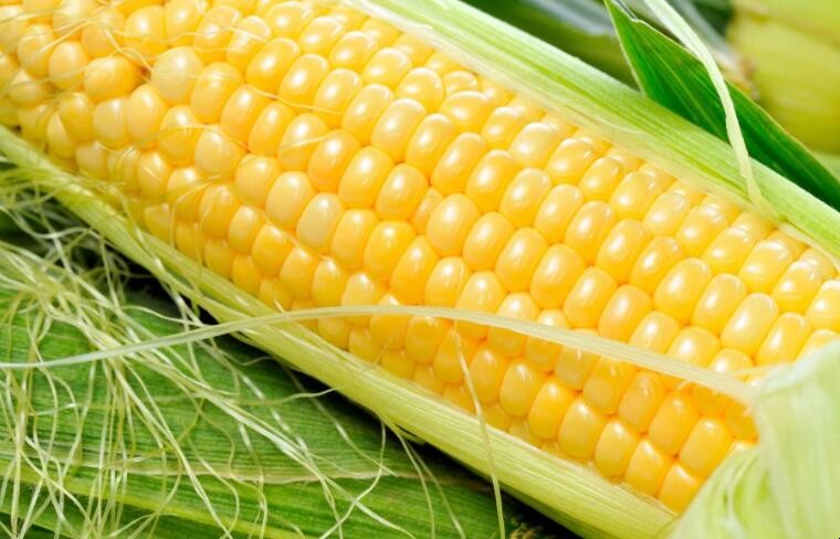 玉米施用種肥有哪些註意事項