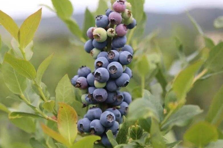 藍莓有哪些常見的病蟲害
