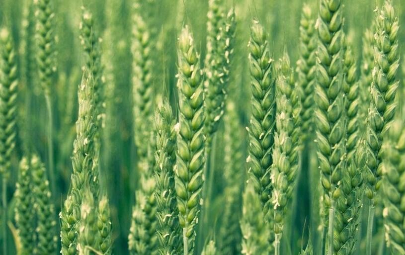 春小麥產量低的原因是什麼