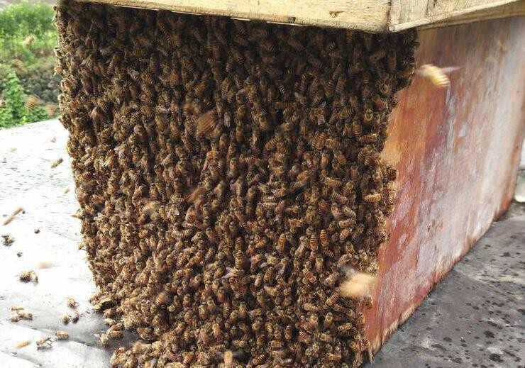 新手養殖蜜蜂要註意什麼