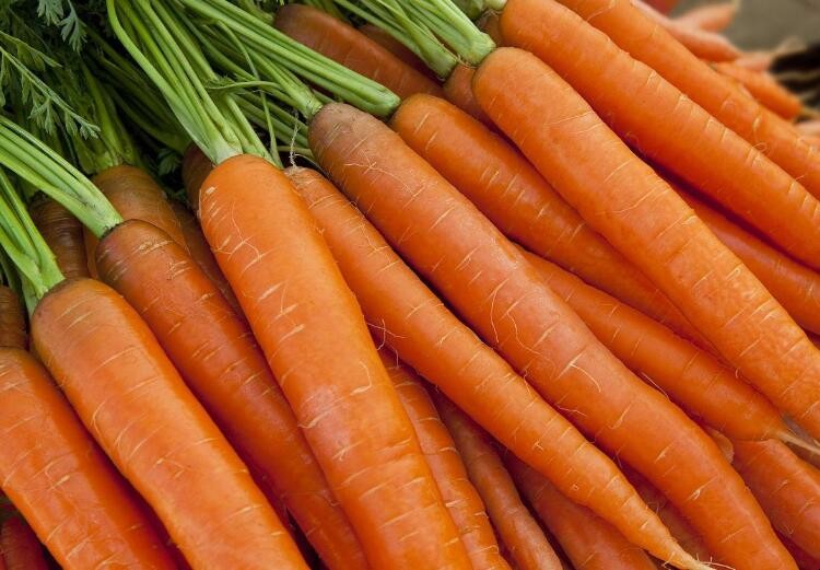 胡蘿卜播種要點是什麼