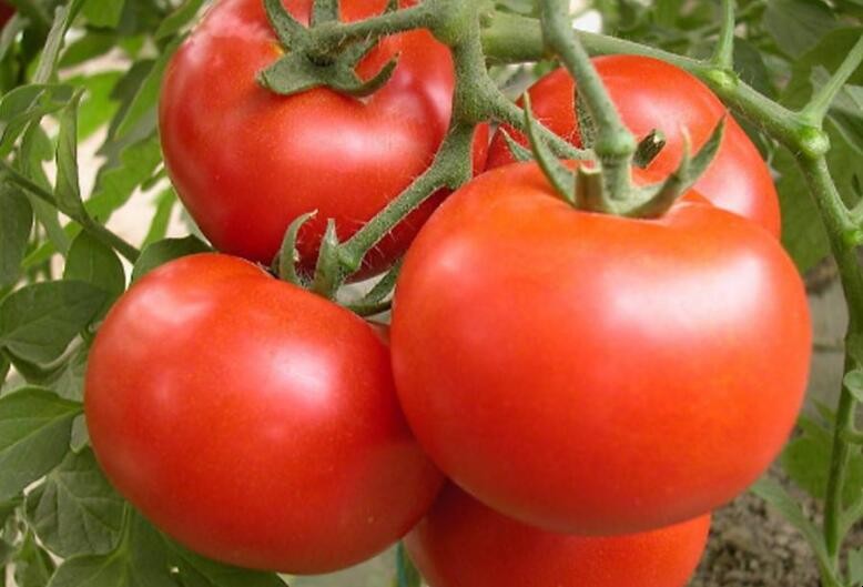 番茄移栽註意事項是什麼