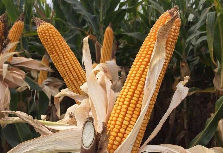 玉米多穗的原因是什麼