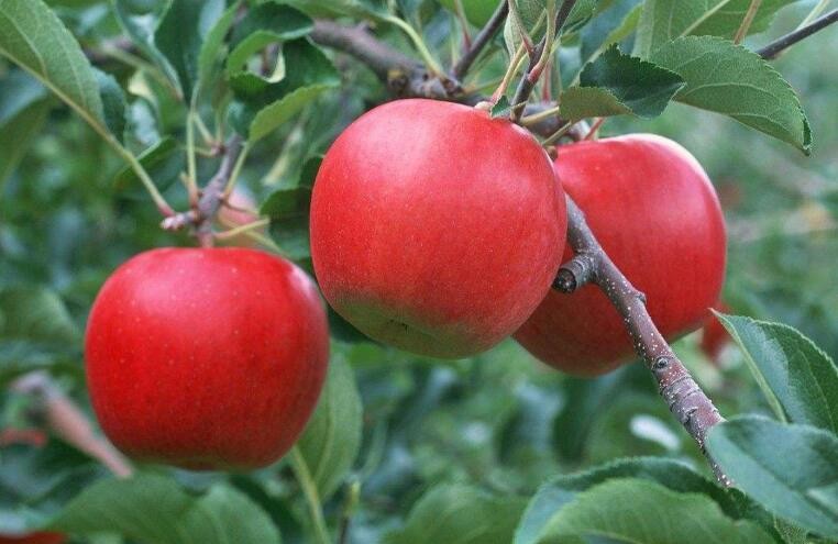蘋果怎麼繁殖