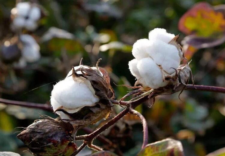 棉花藥害的補救方法是什麼