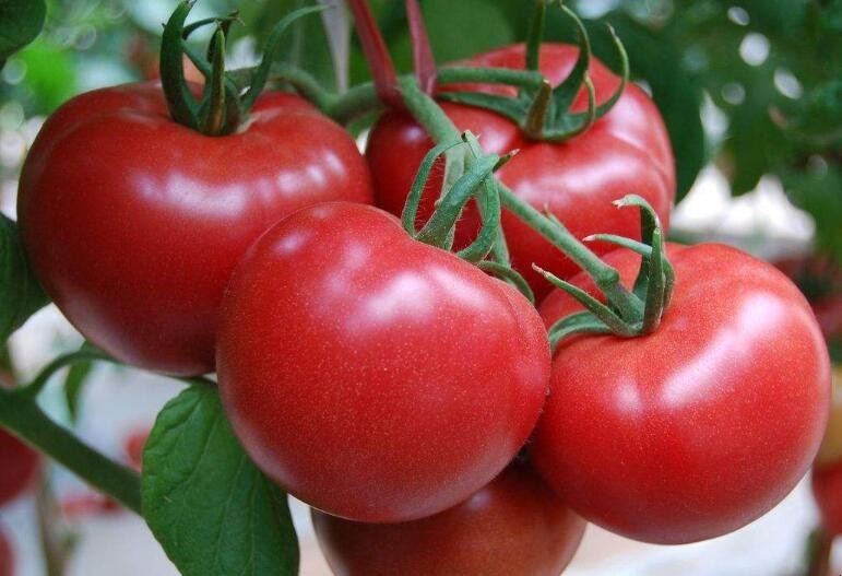 番茄花臉果發生的原因是什麼